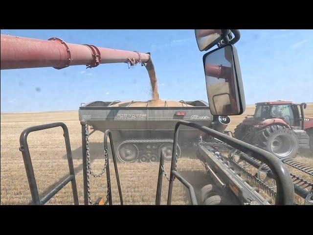 It's Really SWEET!!! (Video #6 of Harvest 2024)