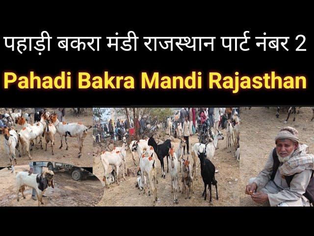 पहाड़ी बकरा मंडी राजस्थान पार्ट नंबर 2 बत्तीसी बकरियों का लॉट Pahadi Bakra Mandi Rajasthan