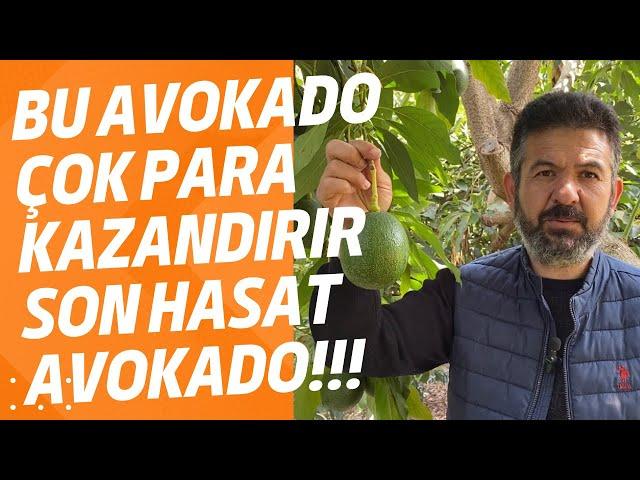 En Geç Hasat Edilen Avokado - Yok Zamanda Hasat Edilen Avokado Çok Para Kazandırır - Harun Arslan