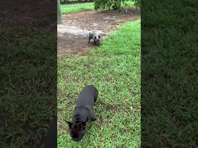 Oceanus tearing up the grove #frenchbulldog #frenchie #frenchbulldogpuppies #frenchies