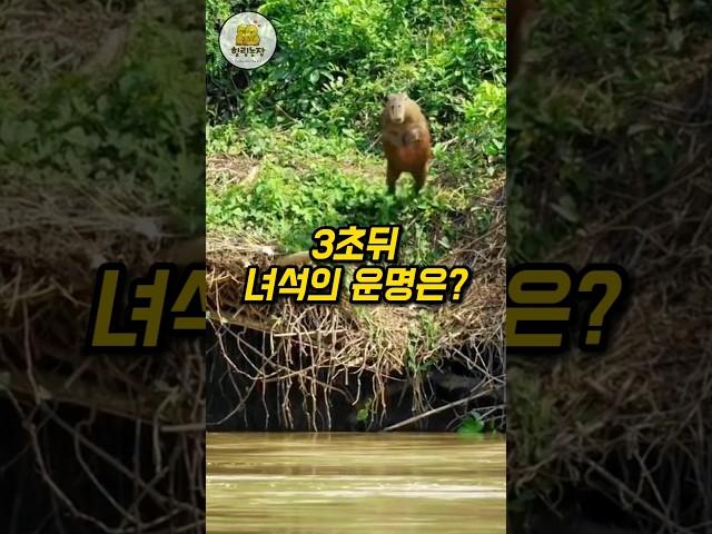 카피바라의 선택이 낳은 충격적인 결과 #쇼츠