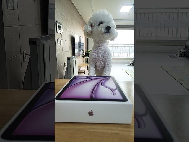 궁금한 강아지
