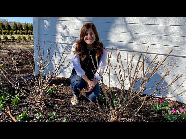 Pruning & Fertilizing My Hydrangeas! ️// Garden Answer