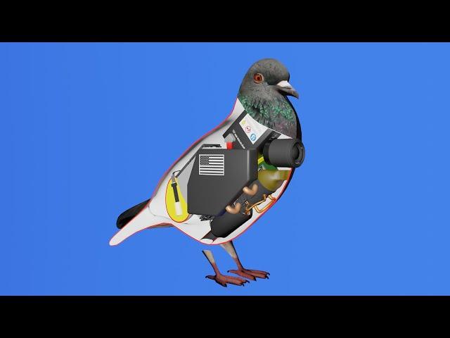 How a bird works