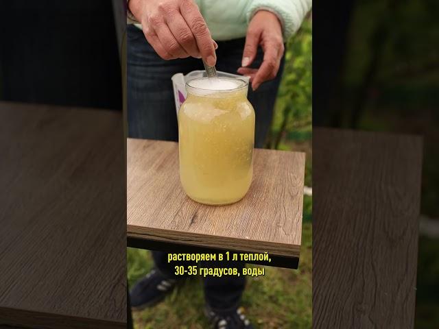 От тли не останется и следа! Этот простой и безопасный способ сохранит вам урожай!