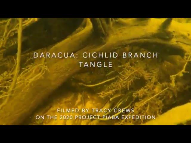 Daracua Branch Tangle; Wild Fish Friday