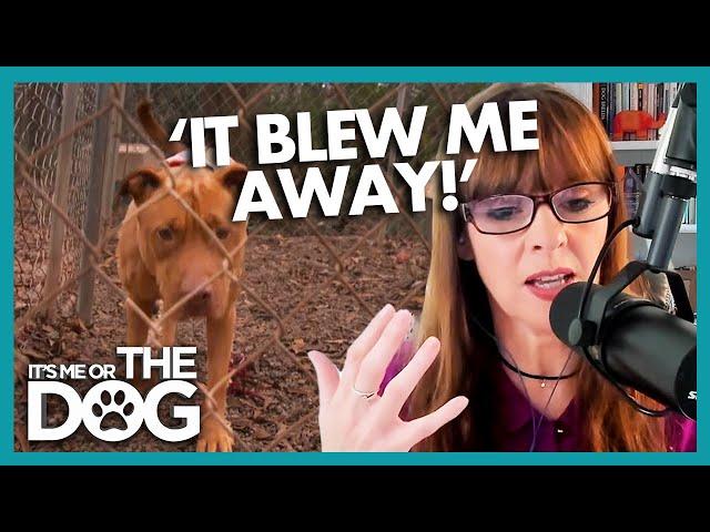 Victoria Shocked by Dog Meat Trade in South Korea! | Positively Dog Training Podcast