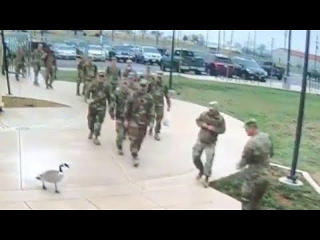 Goose Intimidates Soldiers || ViralHog