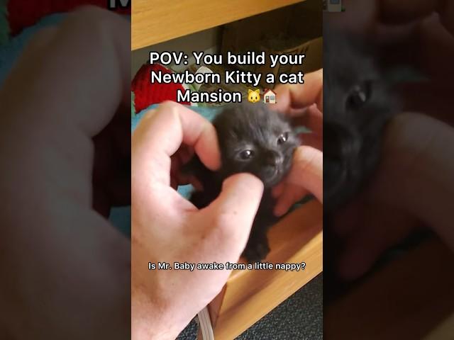 It was definitely time to upgrade her room #pov #cat #newbornkittens #shorts