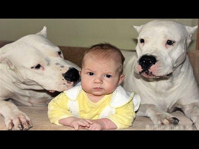 DOGO ARGENTINO DOG BABYSITTER | Dog loves Baby Videos