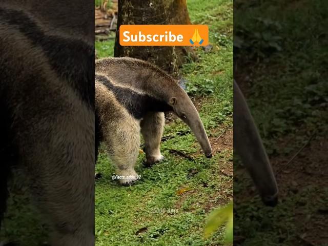 चींटीखोर  Giant Anteater  #shorts #facts #factshorts #factsinhindi #dadajifacts #anteater