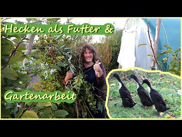 Gartenarbeit Oktober Einheimische Hecken als Futtermittel / Hühner / Laufenten / Folientunnel uvm.