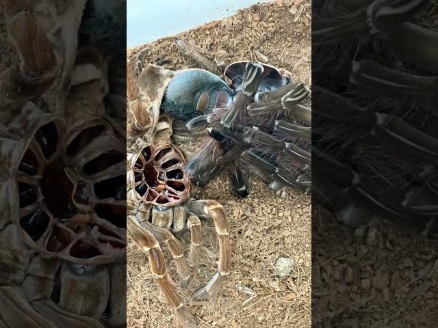 Rare footage GIANT bird eating tarantula! 