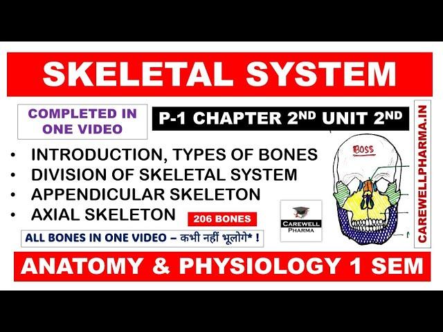 Skeletal System (Complete) | Division of Skeletal System | Bones | Axial | Appendicular | Ch2 U2 Hap