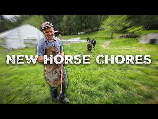 Saving the Tomatoes, Hen Hatches Chicks + New Horse Chores