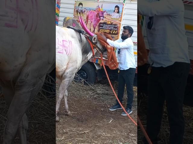 Harnya622 | hemant sheth fulore #harnya622 #bailgada #sharyat #shorts #shortfeed #youtubeshorts