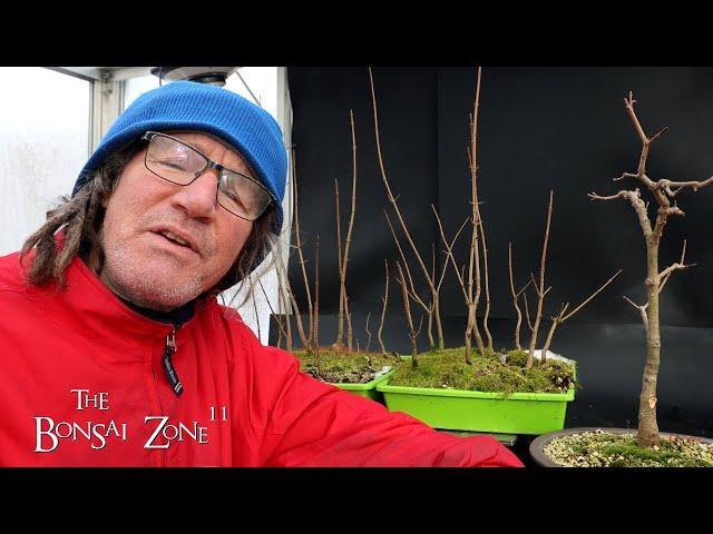 Pruning My Field Maple Seedlings For a Forest, The Bonsai Zone, Dec 2024