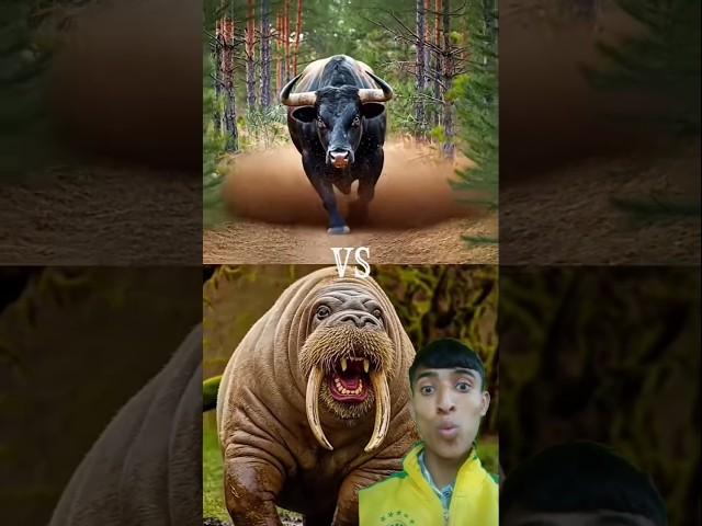 Black bull vs wild animals (leopard, bear, ram, fox, hyena) #blackbull #blackcow #wildanimals