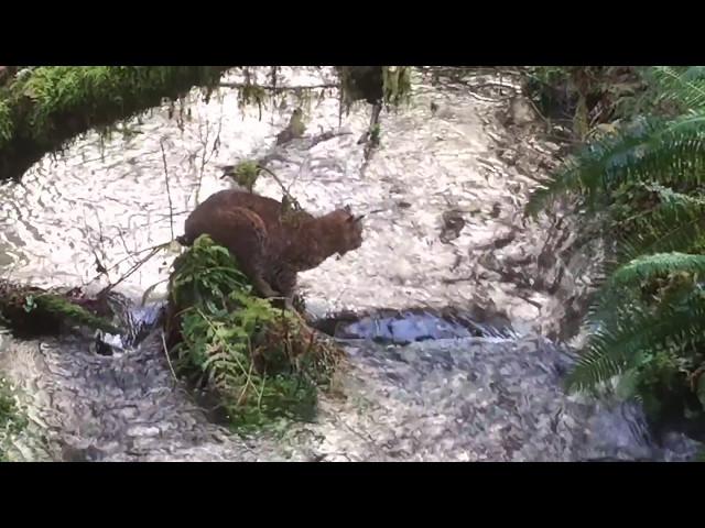 Bobcat catches salmon in rainforest