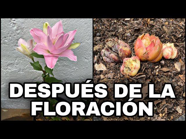 Que Hacer DESPUES De La FLORACIÓN De AZUCENAS O LILIUM (Lirios)