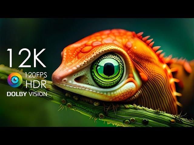 12K HDR 120fps Dolby Vision with Calming Music (Colorfully Dynamic)