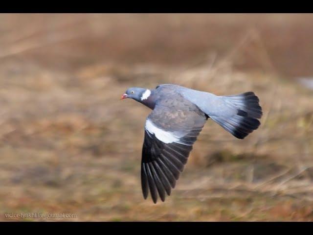 Незабываемый охота на голубя, pigeon hunting