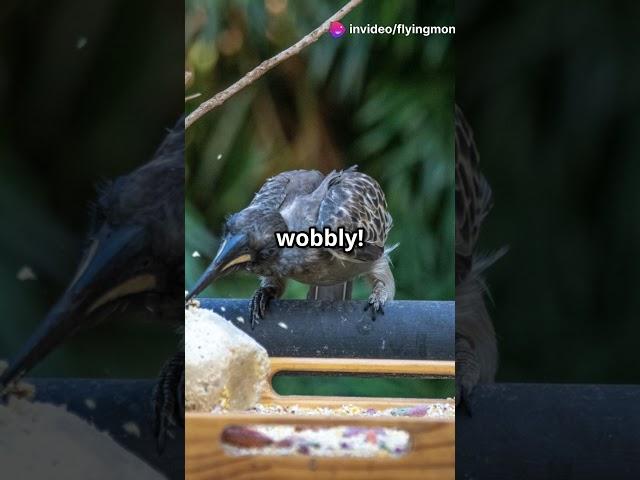 Adventures of a Nest Building Birdie!