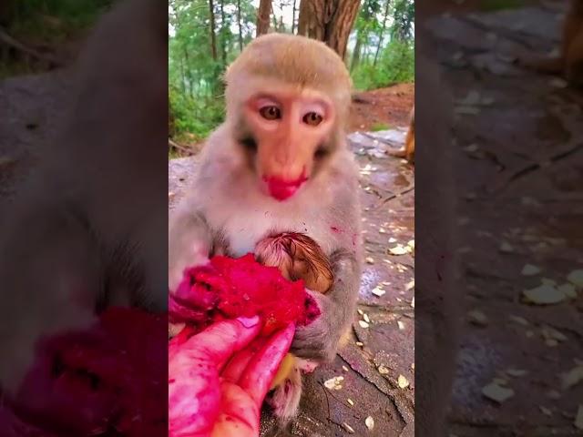 monkey short video monkey very nice seen monkey funny videos #viral #subscribe