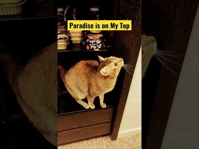 Paradise is on My Top?! But that is dog canned food. #cat #bobo