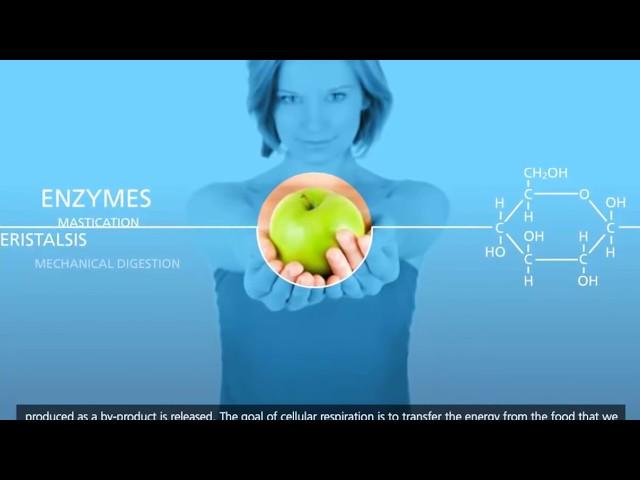 Cellular Respiration  Glycolysis, Krebs cycle, Electron Transport 3D Animation   YouTube 720p