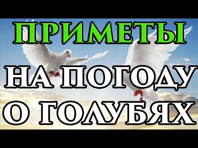 Приметы на погоду о голубях  - Маг Fose