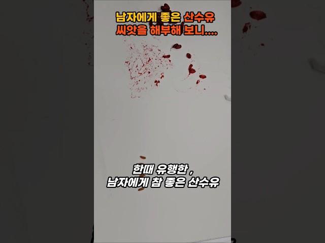 남자에게 참 좋은 산수유 씨앗을 해부해 보니....#산수유#산수유씨앗#위장출혈