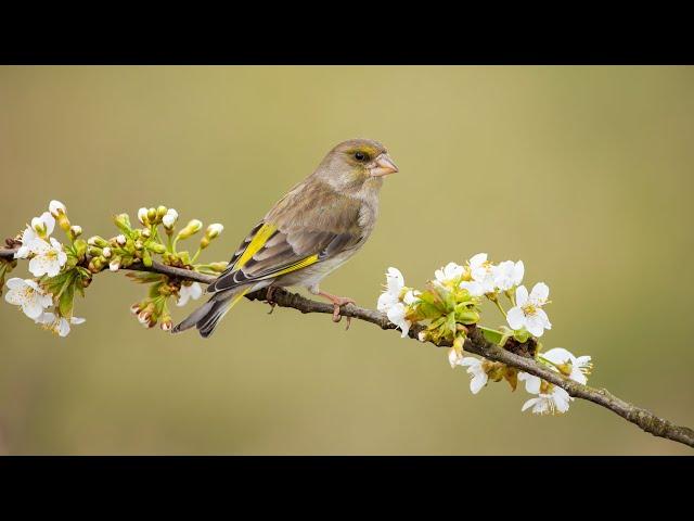 Relaxing Music Warms The Heart With Birdsong - Relax The Spirit, Relieve Stress After A Working Day