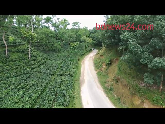 Sreemangal Tea Garden- Moulvibazar District- Sylhet Division, Bangladesh.