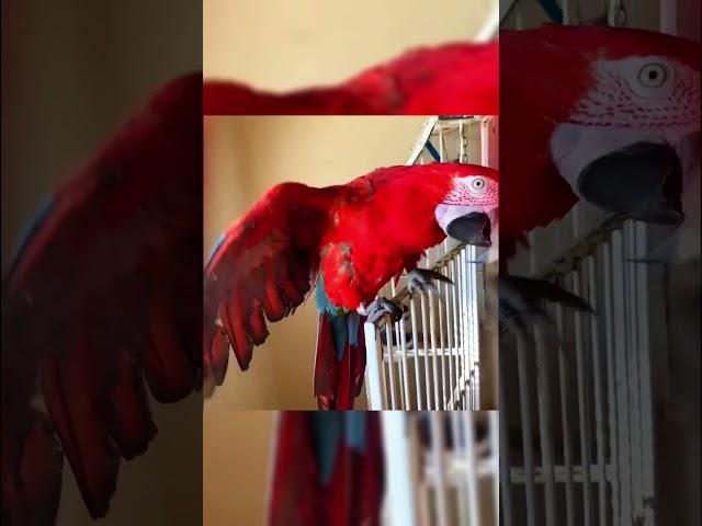 funny parrot can't stop watching them  #funnybirbs #birdlover #funnyanimals #myfunnybirdie