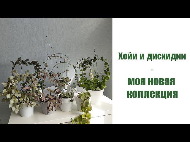 Хойи и дисхидии - моя новая коллекция