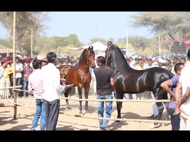 Mega Ashwa show Breeding Stallion horse ring show 2019 p1