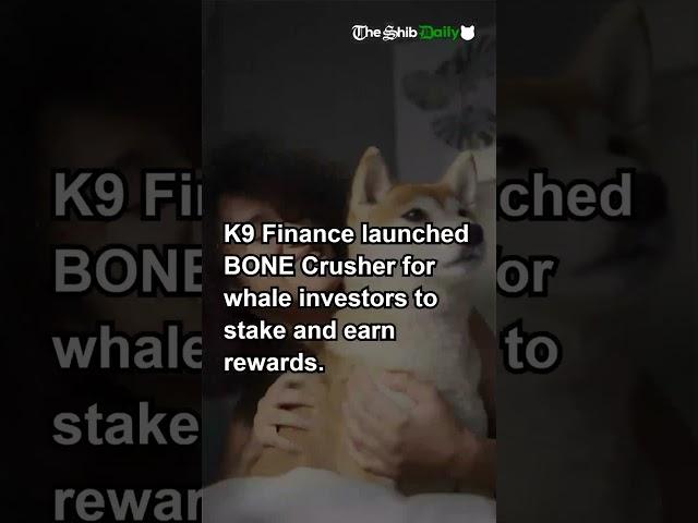 Exciting Updates for the Shiba Inu Community You Can’t Miss!