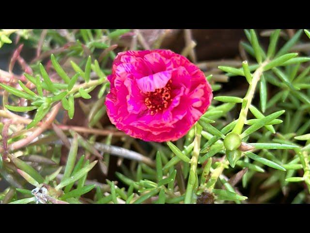 My garden updates ( packing videos) || Nila Rangoli and madithottam