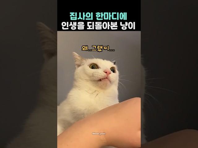A cat who looked back on his life after hearing a word from the butler