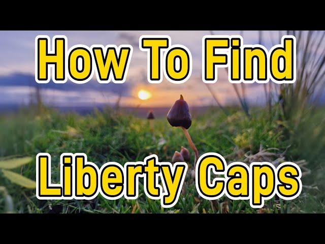 Liberty caps | Identification Guide