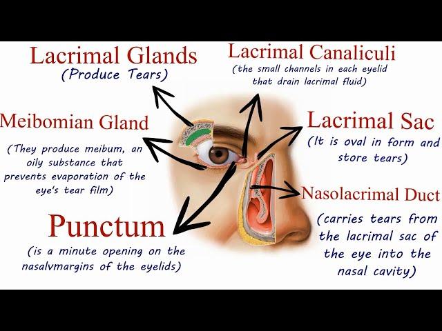 Lacrimal Apparatus or Lacrimal System - Optometry Club