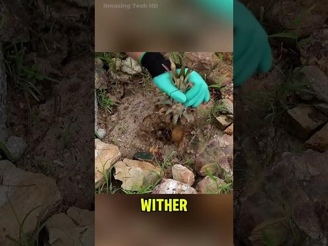 What Happens When You Bury a Watermelon, Coconut, and Pineapple Underground?