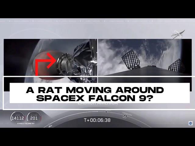 A RAT MOVING AROUND SPACEX FALCON 9?