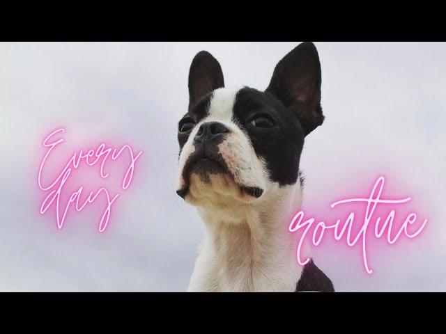 EVERYDAY PET ROUTINE  WITH BOSTON TERRIËR IVY