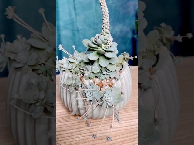 Death Bloom  | what to do?| Dunce Cap | Tips to grow | Succulents by Vonny