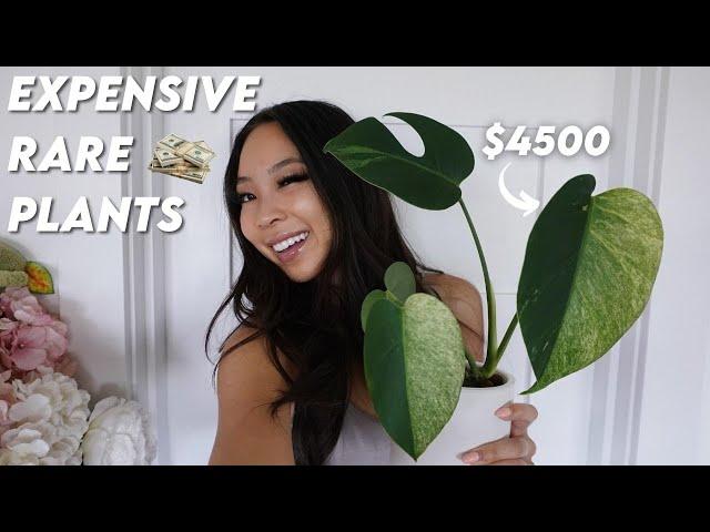 My $20K Rare Plants Collection… | Bedroom Greenhouse Cabinet