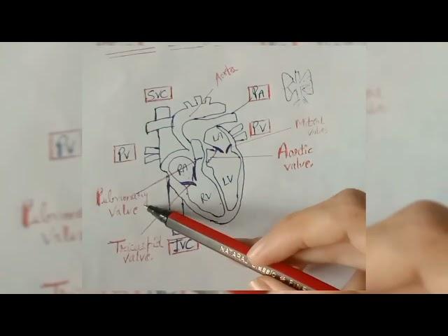 Anatomy of Heart||Blood circulation||#anatomyofheart #nursingvideo #shorts