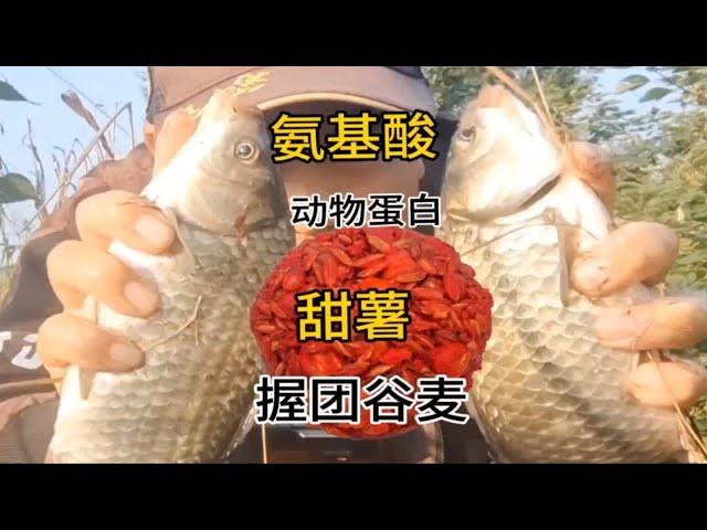 甜薯握团新款谷麦