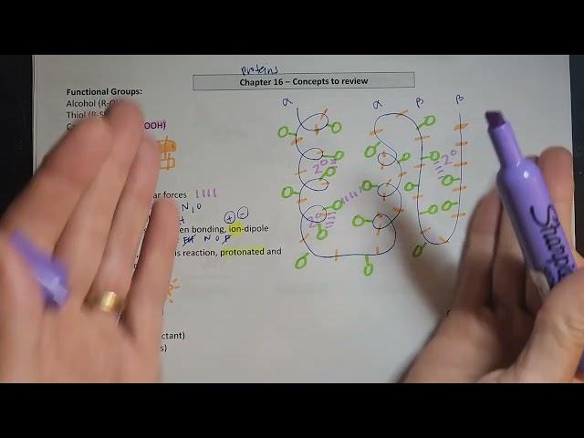 Proteins - background information and basic structure